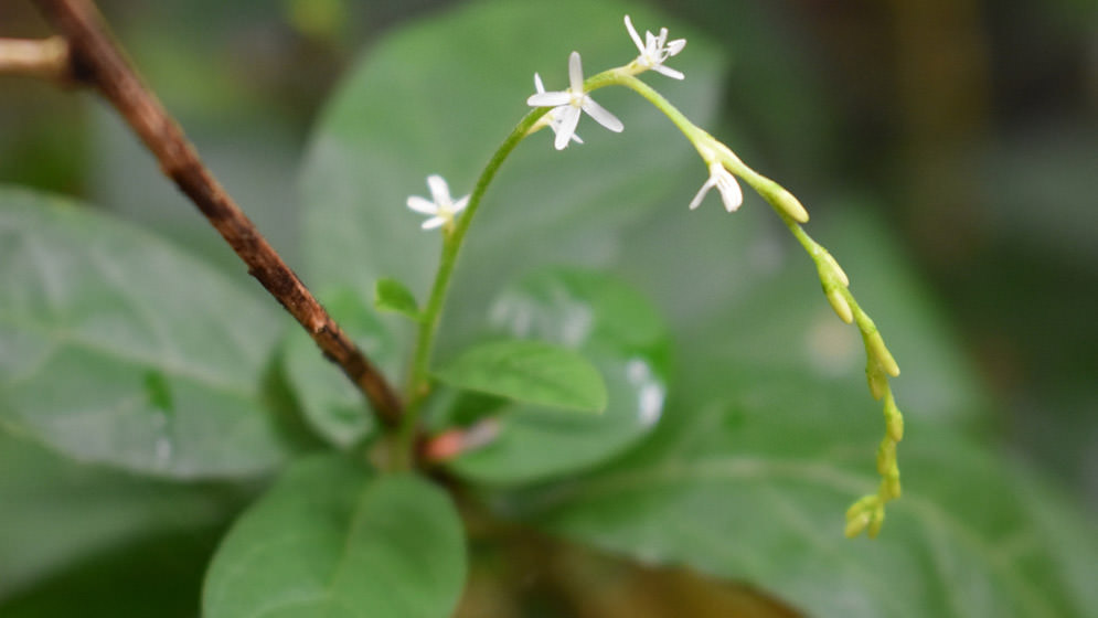La planta llamada “pipí” (Petiveria alliacea) por los guaraníes se usa para tratar tos, fiebre y cuadros digestivos. FOTO: Gentileza Fabián Gatti. CONICET.