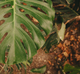 green leaf autumn landscape