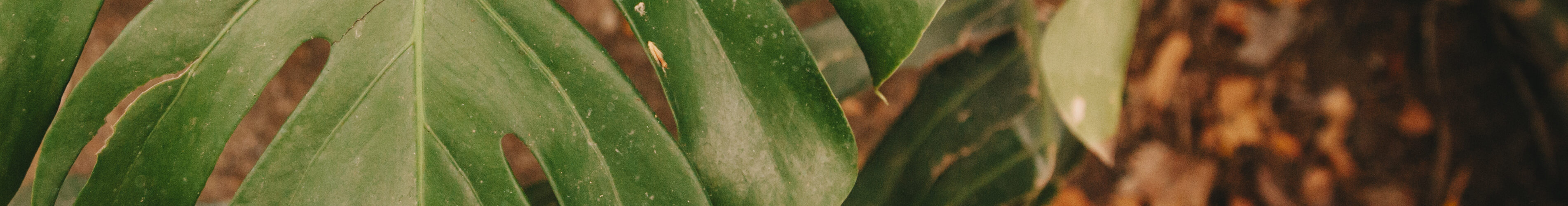 green leaf autumn landscape